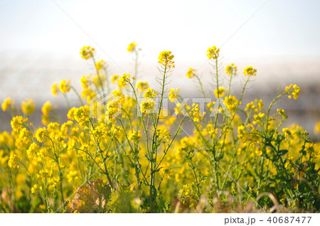 菜の花畑 40687477