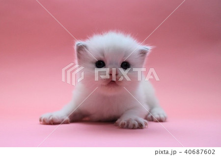 ラグドール　子猫　生後3週間　ブルー 01 40687602