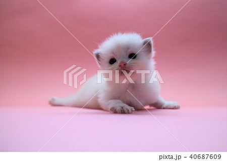 ラグドール　子猫　生後3週間　ブルー 8 40687609