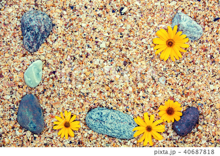 APebbles and flowers on coquina shells APebbles and flowers on coquina shells 40687818