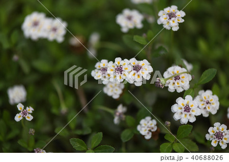 イワダレソウの花 イワダレソウの花 40688026