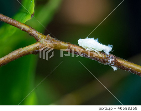 農業害虫アオバハゴロモの幼虫 農業害虫アオバハゴロモの幼虫 40688369