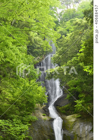 【兵庫県　香美町】猿尾滝（日本の滝百選） 40688457