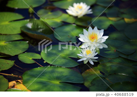 花 順天市 池 40688519