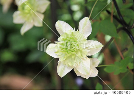 クレマチスの花 40689409