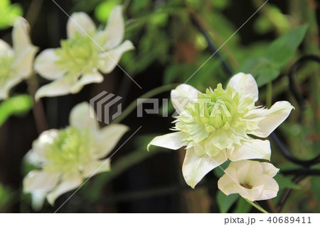クレマチスの花 クレマチスの花 40689411