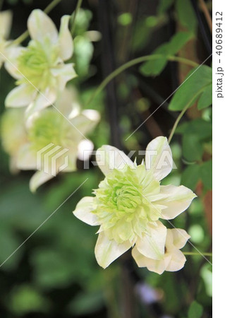 クレマチスの花 クレマチスの花 40689412