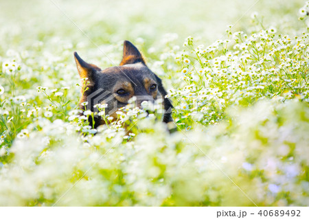 Dog hiding in the flower meadow 40689492