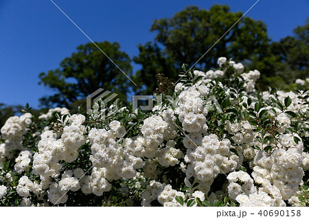 咲き誇る多量の白く小さなバラ 咲き誇る多量の白く小さなバラ 40690158