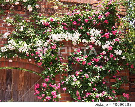 レンガの建物に咲く蔓薔薇の写真素材