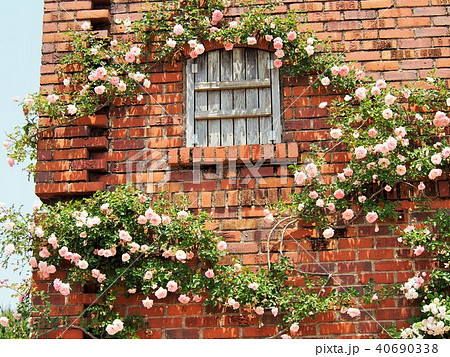 レンガの建物に咲くピンク色の蔓薔薇の写真素材