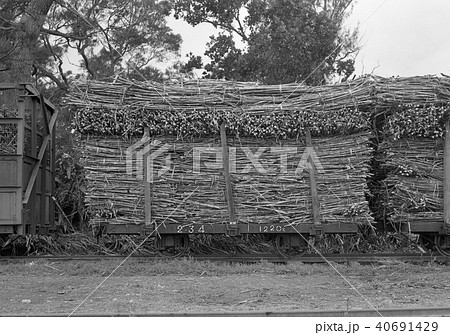 南大東島のさとうきび貨車 南大東島のさとうきび貨車 40691429