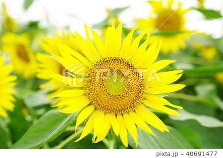 ひまわり 40691477