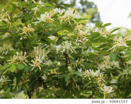 キンギンボクの花 キンギンボクの花 40691507
