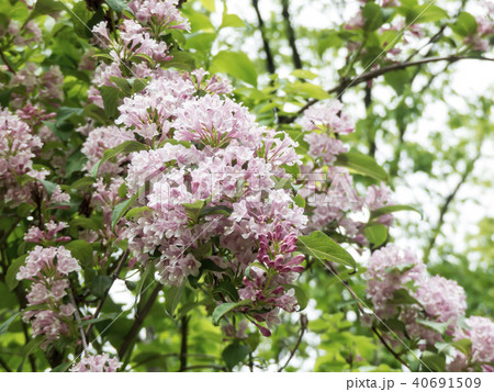 満開のタニウツギ 満開のタニウツギ 40691509