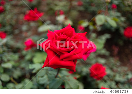 薔薇　（アメリカーナ） 40691733