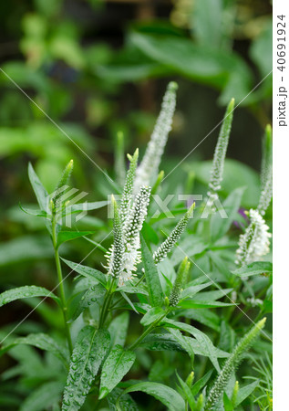 オカトラノオ（学名：Lysimachia clethroides ） 40691924