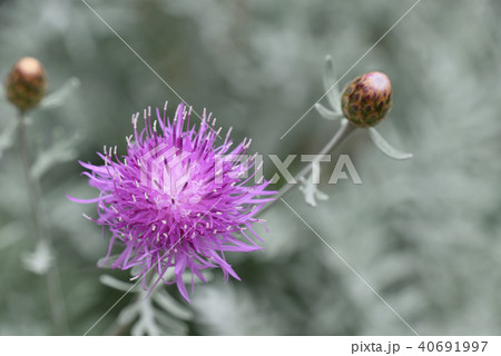 セントーレア・ギムノカルパ 40691997