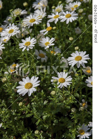 マーガレット マーガレット 40692400