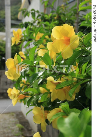 アリアケカズラ満開 アリアケカズラ満開 40693043