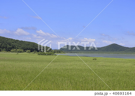 北海道・釧路湿原の草原 達古武湖付近 北海道・釧路湿原の草原 達古武湖付近 40693164