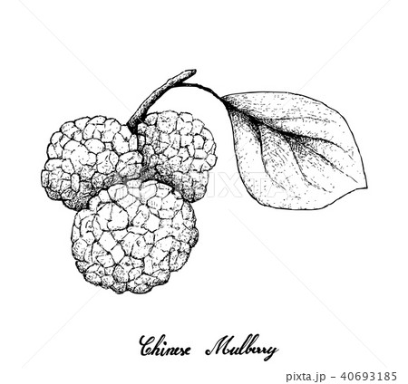 Hand Drawn Chinese Mulberries on White Background 40693185