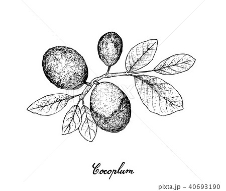 Hand Drawn of Cocoplum Fruits on White Background 40693190