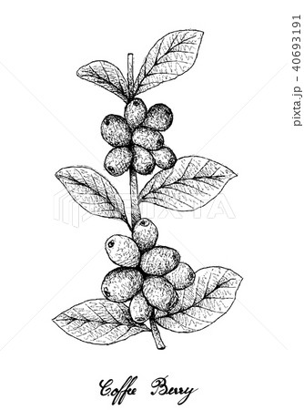 Hand Drawn of Ripe Coffee Berries on Branch Hand Drawn of Ripe Coffee Berries on Branch 40693191