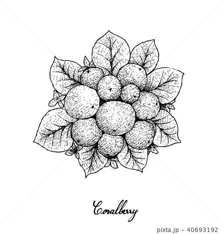Hand Drawn of Ripe Coralberries White Background Hand Drawn of Ripe Coralberries White Background 40693192