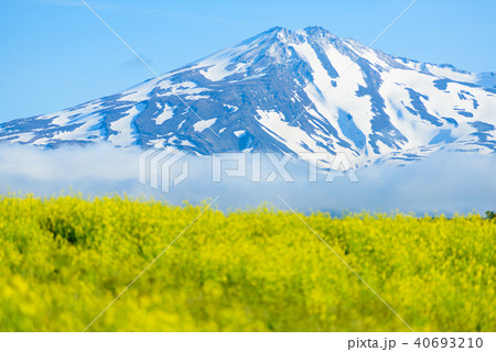 菜の花畑 菜の花畑 40693210