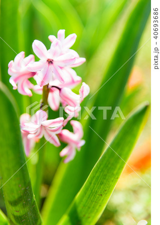 ヒヤシンス ヒヤシンス 40693686