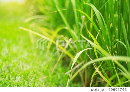 Rice are growing in field. 40693748