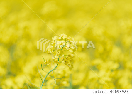菜の花畑 菜の花畑 40693928