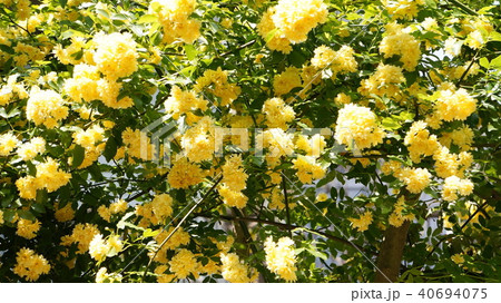 モッコウバラ 40694075