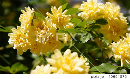 モッコウバラ モッコウバラ 40694076