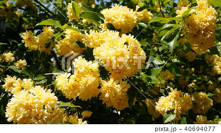 モッコウバラ 40694077