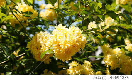 モッコウバラ 40694078