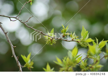 トチュウ　杜仲 40694248