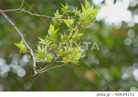 トチュウ　杜仲 40694252