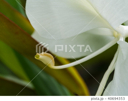 Pollen of White Ginger Blooming Pollen of White Ginger Blooming 40694353