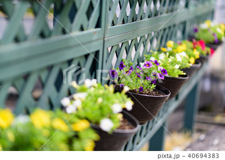 鉢植え 40694383