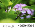 紫陽花とアマガエル 40694504