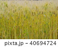 麦畑 40694724