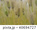 麦 40694727