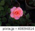 White Pink Rose 40694814