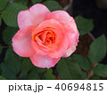 White Pink Rose 40694815