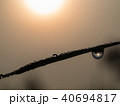 Rice Leaf with Dew Drop Perched against Sun Light 40694817