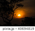 Tree behind The Sun 40694819