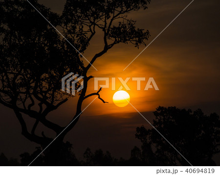 Tree behind The Sun 40694819