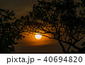 Tree behind The Sun 40694820